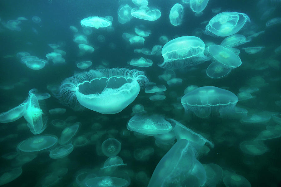 Jellyfish In Prince William Sound Photograph by Hiroya Minakuchi - Fine ...