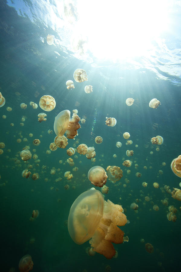 Jellyfish Lake #1 Photograph by Michele Westmorland