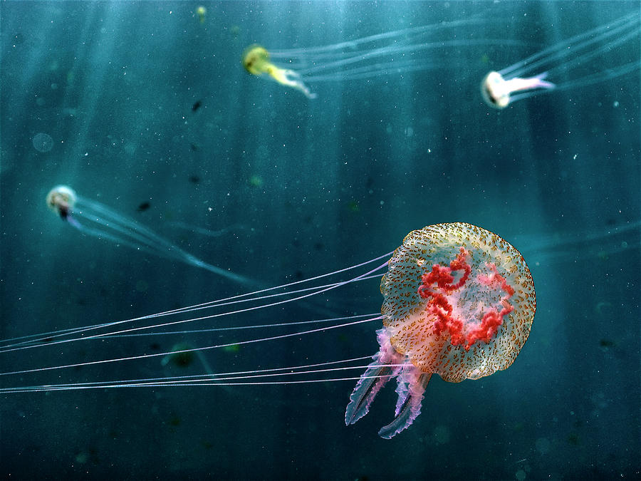 Jellyfish Noctiluca Pelagia #1 Photograph by © Francesco Pacienza