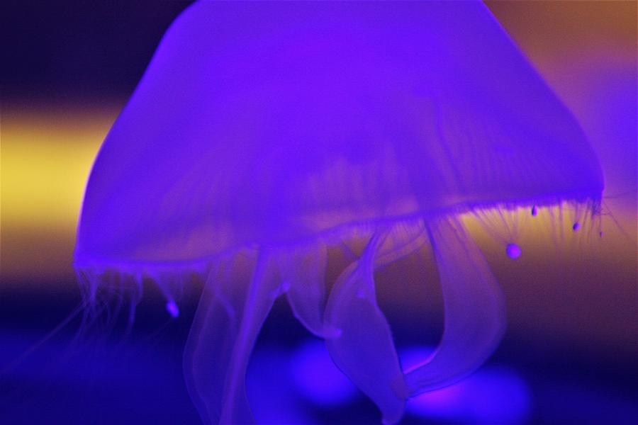 Jellyfish #1 Photograph by Vadim Levin