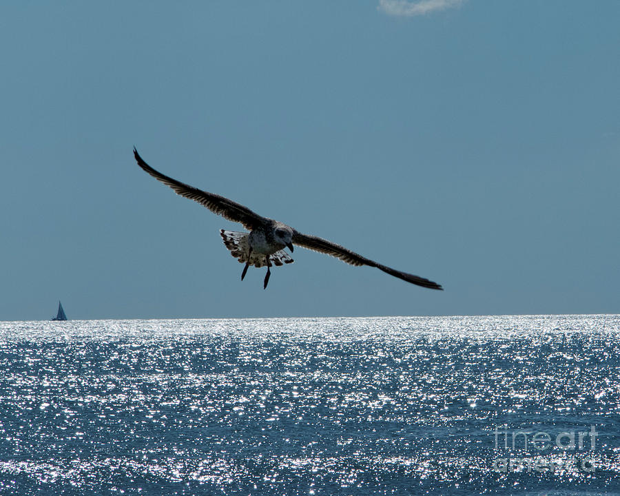 Jersey Gull #1 Photograph by Jeff Ross