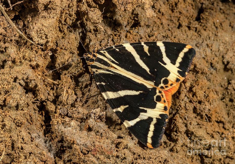 Jersey Tiger Moth #1 Photograph by Bob Gibbons/science Photo Library