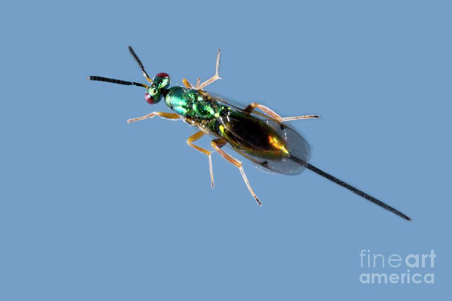 Jewel Wasp #1 Photograph by Dr Keith Wheeler/science Photo Library