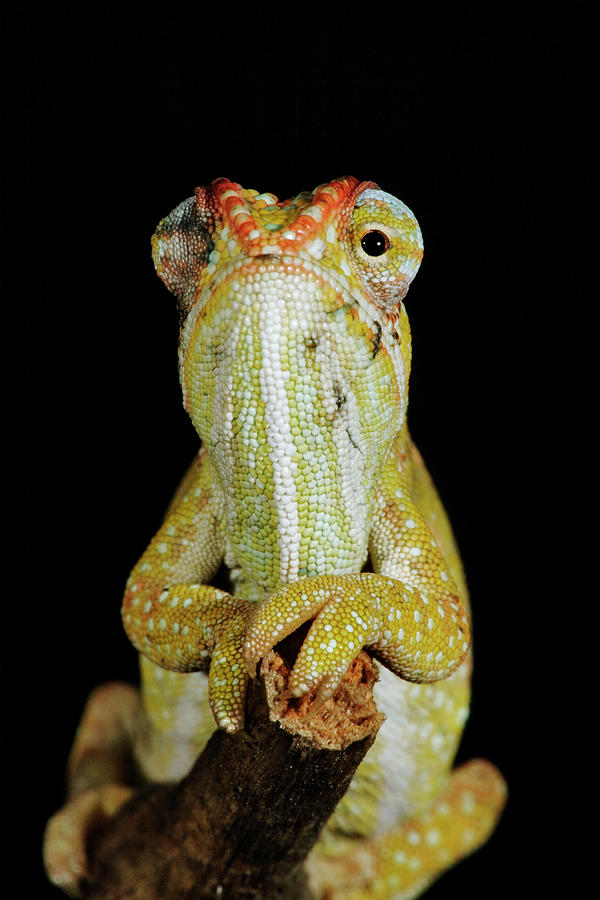 Jewelled Chameleon Furcifer Campani #1 Photograph by Martin Harvey