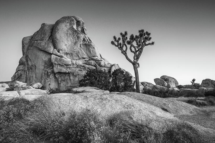 Joshua Tree And Intersection Rock Photograph