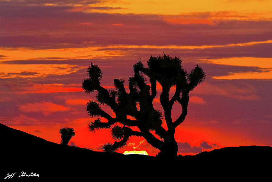 Joshua Tree at Sunset #1 Photograph by Jeff Goulden