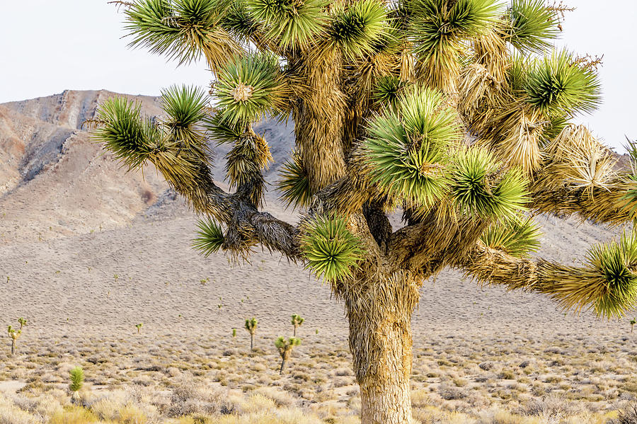 Joshua Tree In Death Valley National Park #1 Photograph by Alex Grichenko