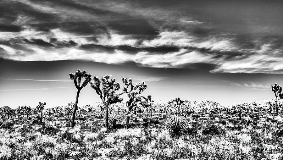 Joshua Tree National Park in Black and White #1 Photograph by Bruce Block
