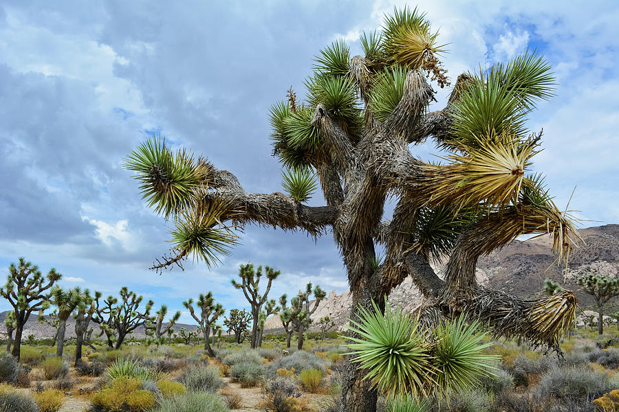 Joshua Tree Forest Photograph by Kyle Hanson