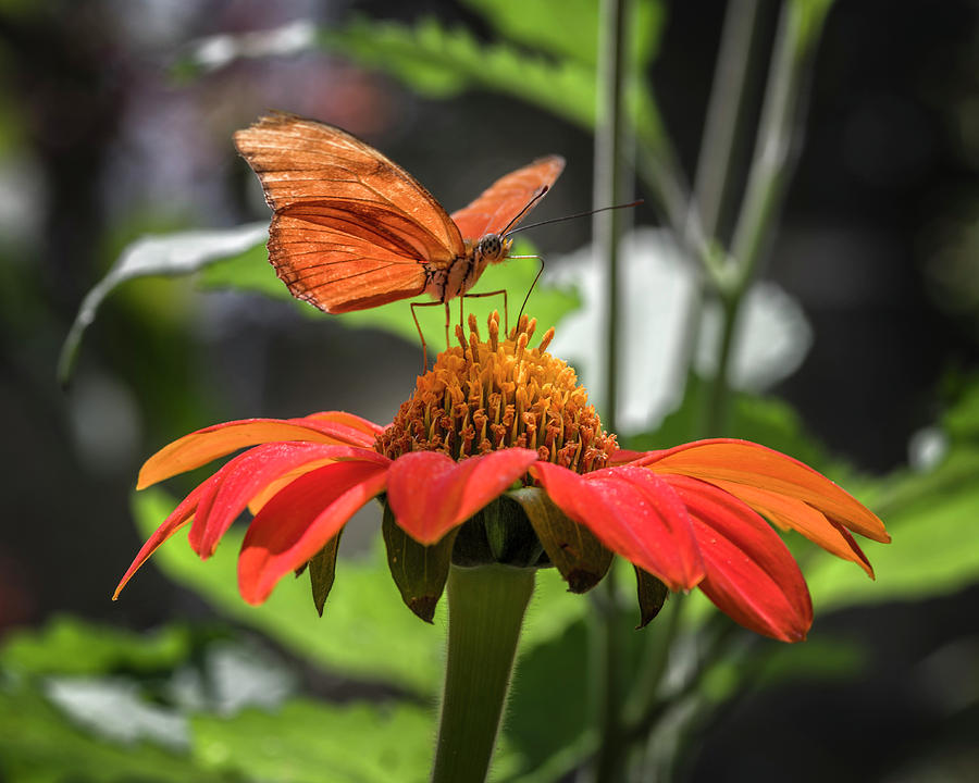 Julia Butterfly Jardin Botanico del Quindio Calarca Colombia #1 Photograph by Adam Rainoff