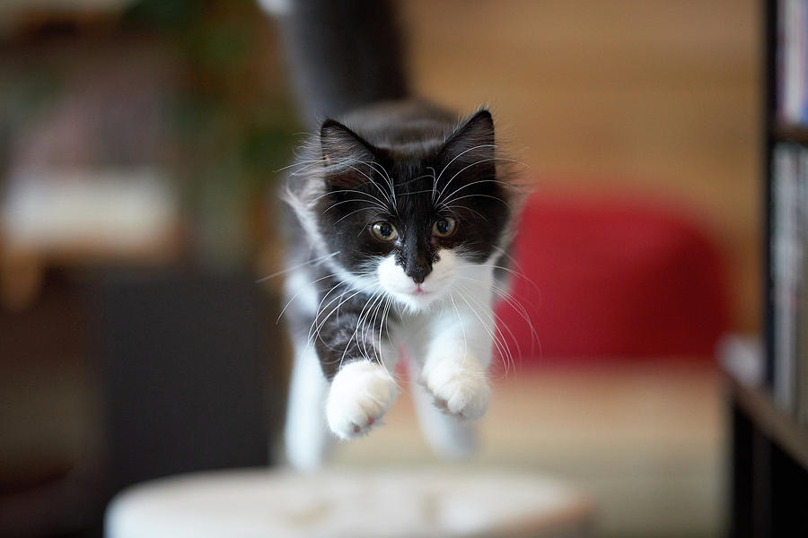 Jumping Kitten #1 Photograph by Ryuichi Miyazaki