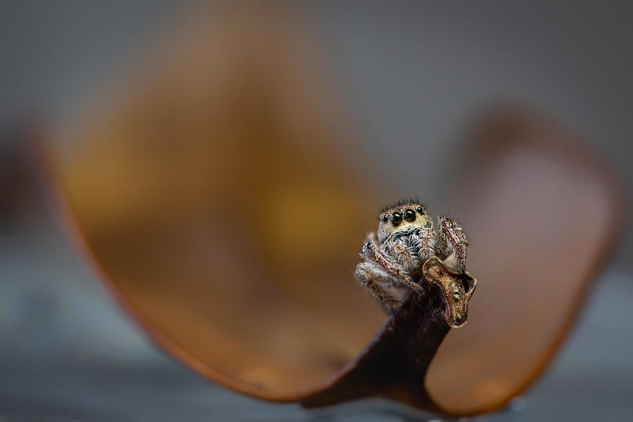 Jumping Spider #1 Photograph by Ivy Deng
