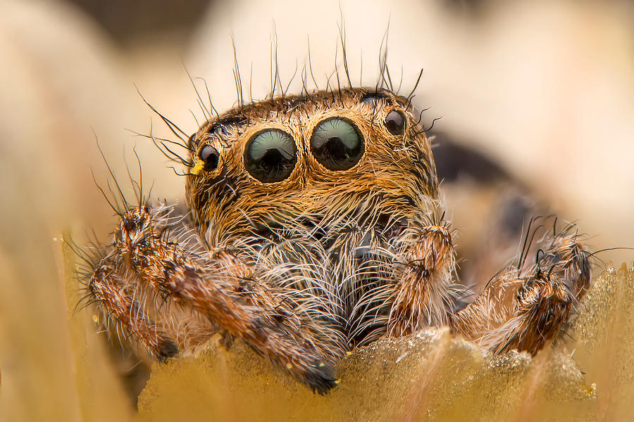 Nature Photograph - Jumping Spider #1 by Mustafa ztrk