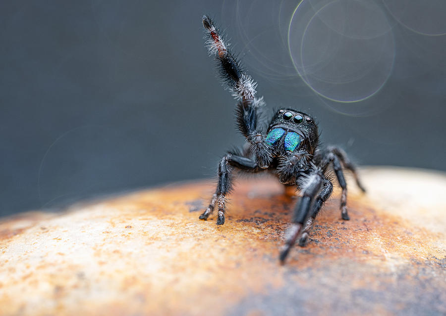 Jumping Spider #1 Photograph by Summer2016
