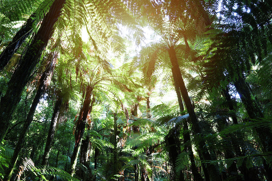 Jungle canopy #1 Photograph by Les Cunliffe