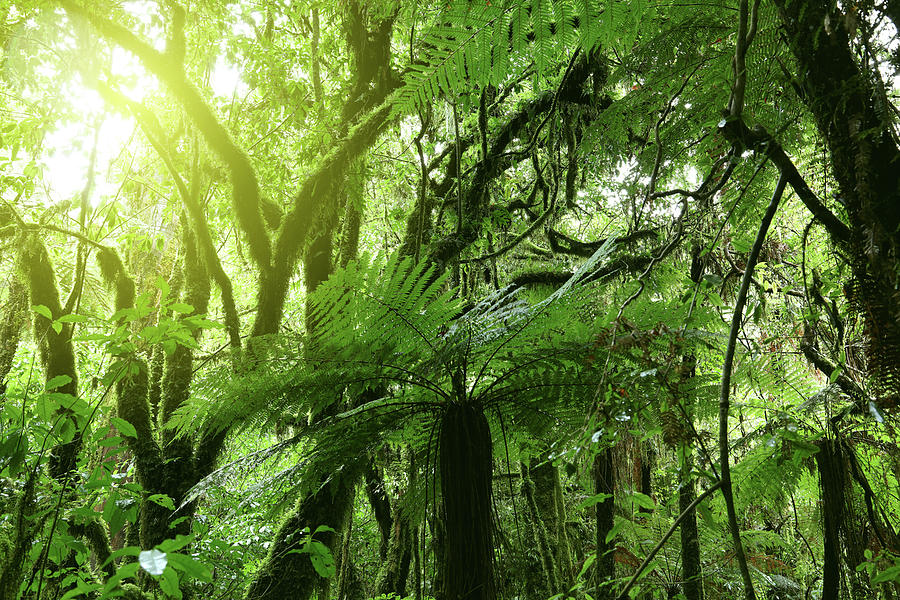 Jungle Fern Trees Photograph by Les Cunliffe