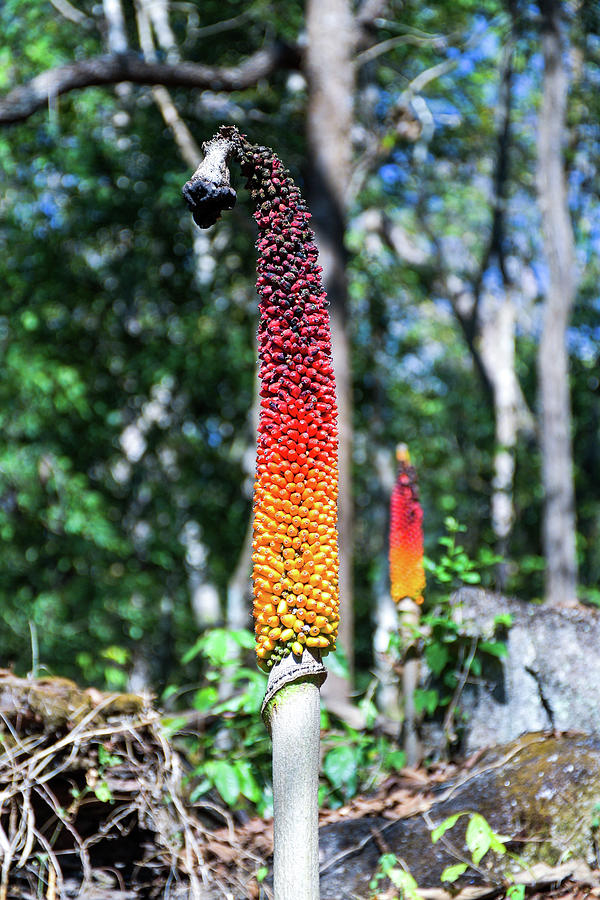 Jungle flower Photograph by Mikolaj Michalak - Fine Art America