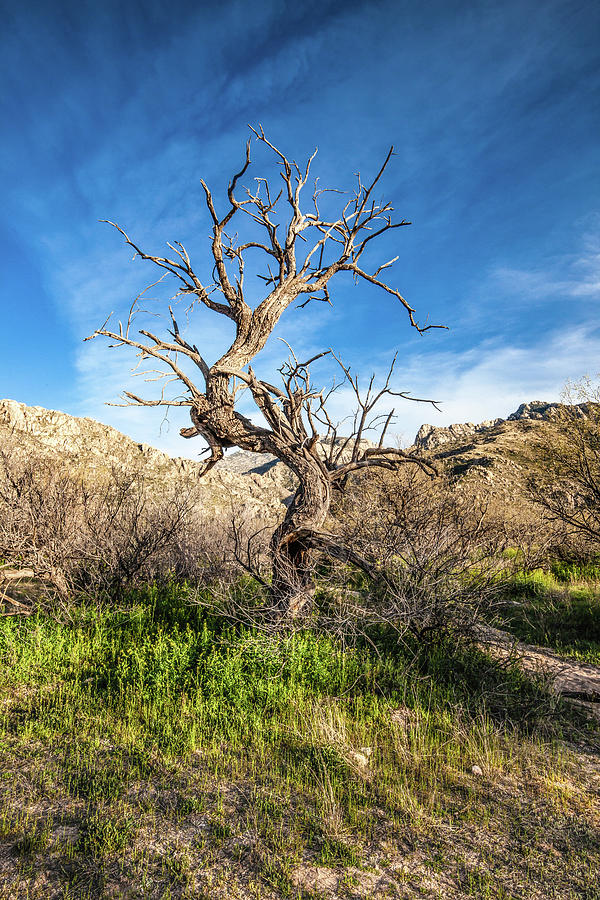Juniper Requiem by Lon Dittrick Juniper Requiem by Lon Dittrick