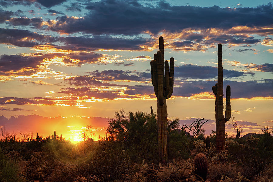 Just Another Saguaro Sunset  #2 Photograph by Saija Lehtonen