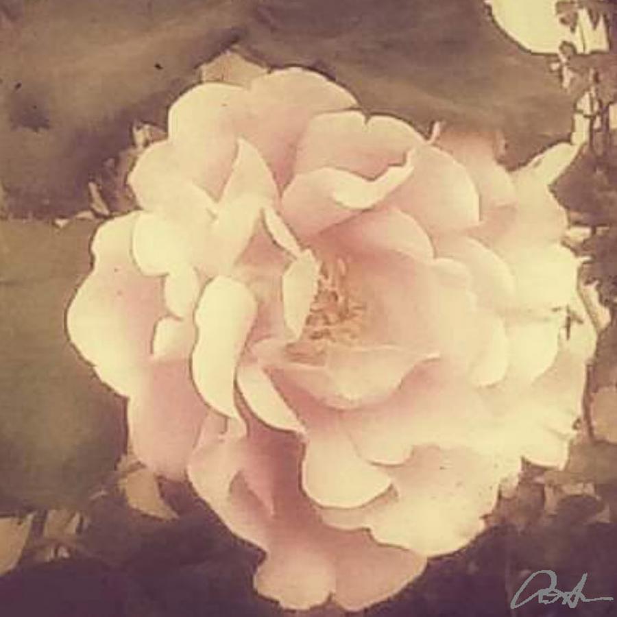 Just Rose Photograph by Cepiatone Fine Art Callie E Austin