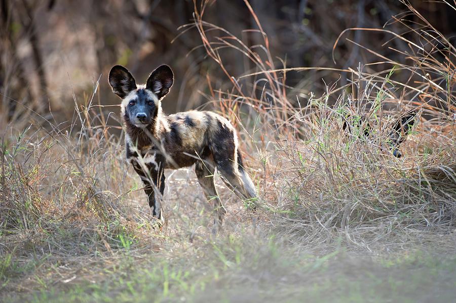 Juvenile African Wild Dog (lycaon #1 Photograph by Nick Garbutt Juvenile African Wild Dog (lycaon #1 Photograph by Nick Garbutt