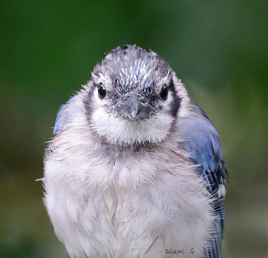 Juvenile Blue Jay #1 Photograph by Diane Giurco