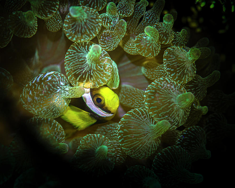Juvenile Clarks Anemonefish Amphiprion #1 Photograph by Bruce Shafer