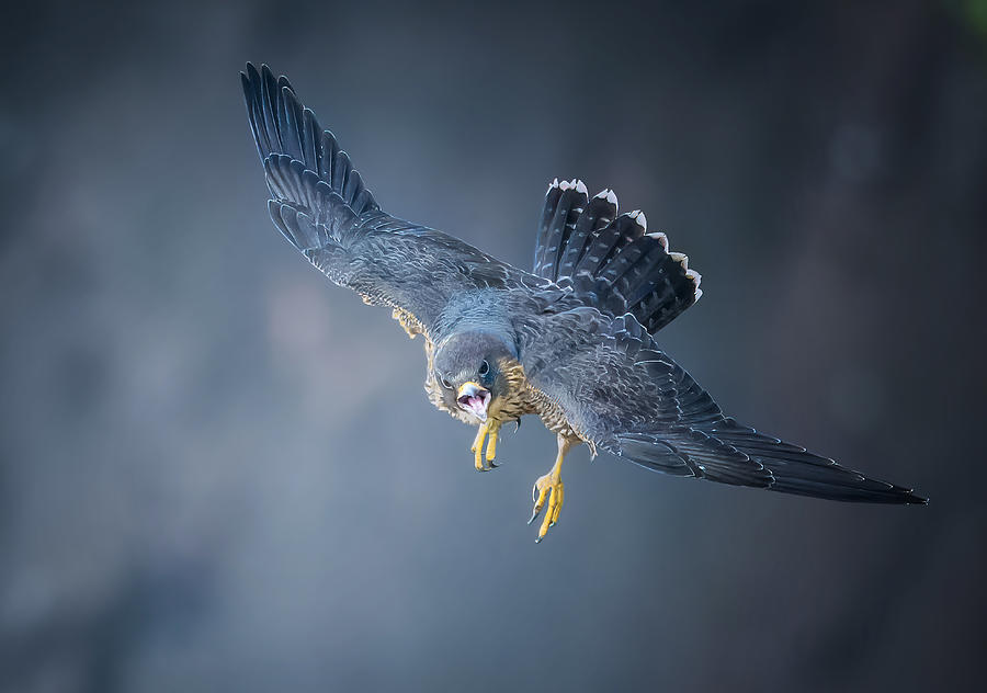 Falcon Photograph - Juvenile Falcon #1 by Tao Huang