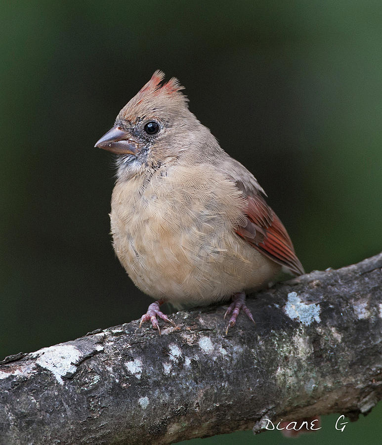 Juvenile Female Cardinal #1 Photograph by Diane Giurco
