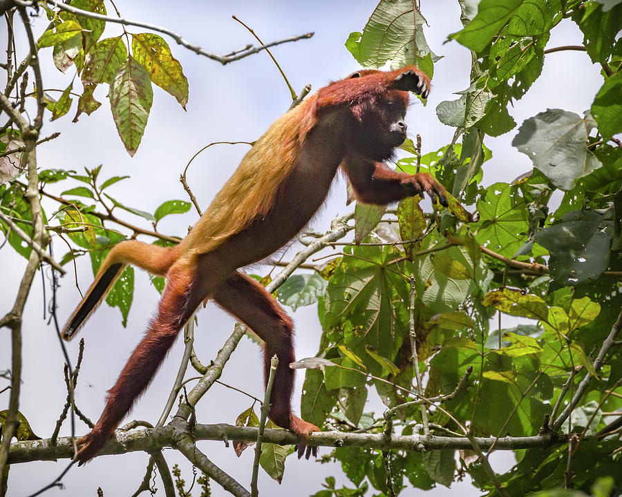 Juvenile Howler Monkey Santuario Otun Quimbaya Pereira Colombia #1 Photograph by Adam Rainoff