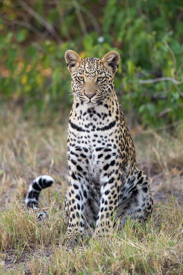 Juvenile Leopard In Jao Reserve #1 Photograph by Suzi Eszterhas