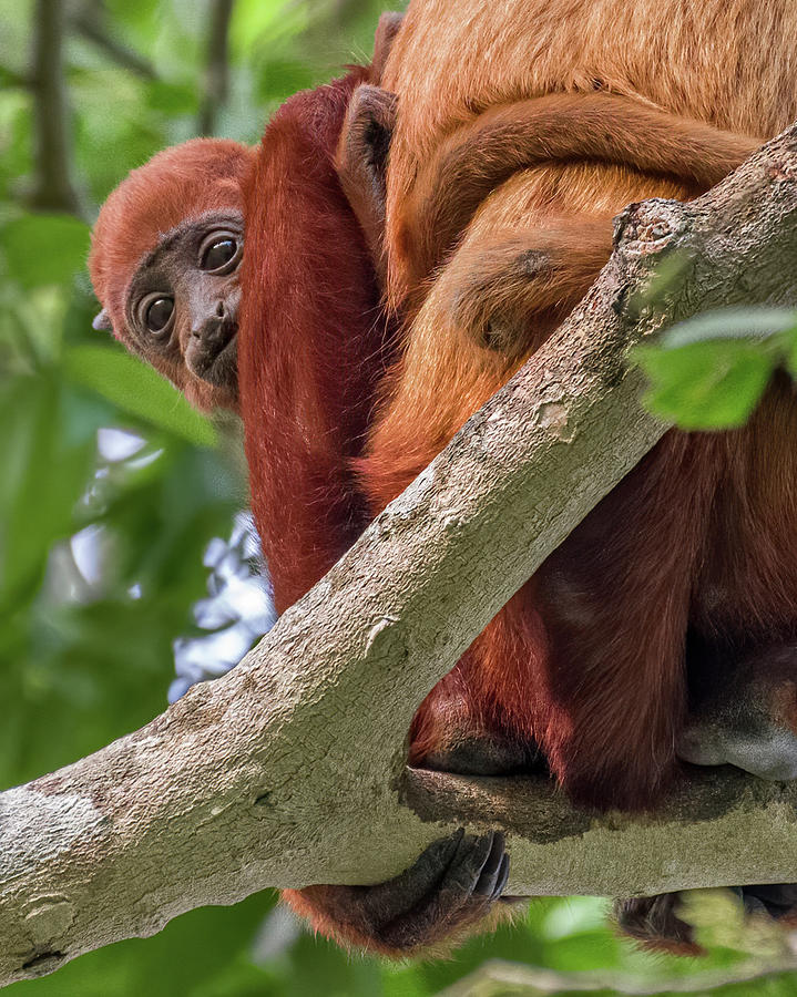 Juvenile Red Howler Monkey La Palmita Casanare Colombia #1 Photograph by Adam Rainoff