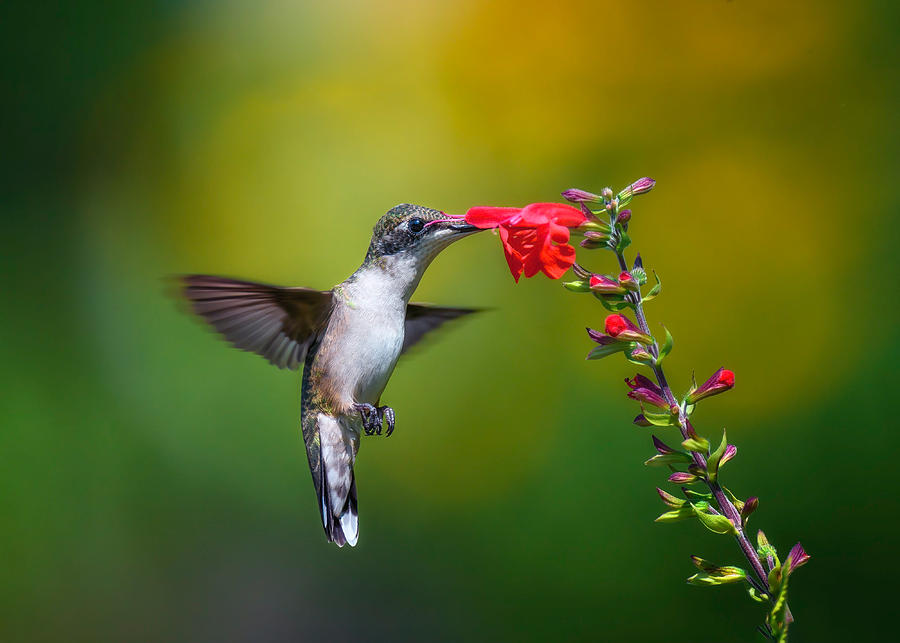 Juvenile Ruby-throated Hummingbird Photograph by Li Chen - Fine Art America