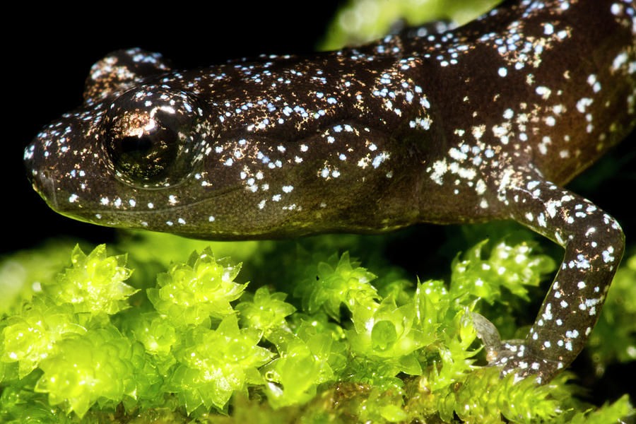 Juvenile Santa Cruz Black Salamander #1 Photograph by Dante Fenolio