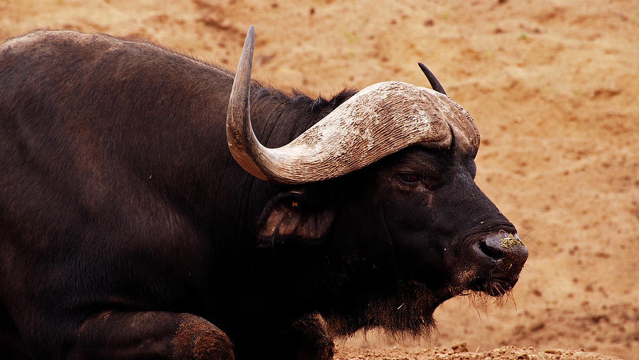 Kaffir buffalo by Eye to Eye Xperience Kaffir buffalo by Eye to Eye Xperience