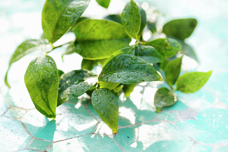 Kaffir Lime Leaves With Water Droplets #1 Photograph by Petr Gross