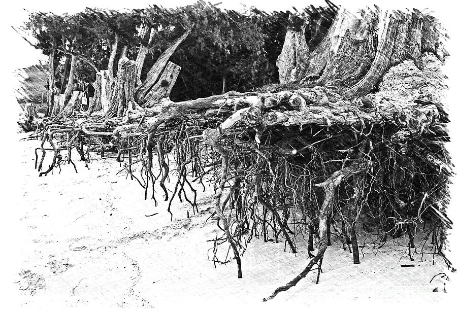 Kailua Beach Tree Roots Photograph by Ron Long