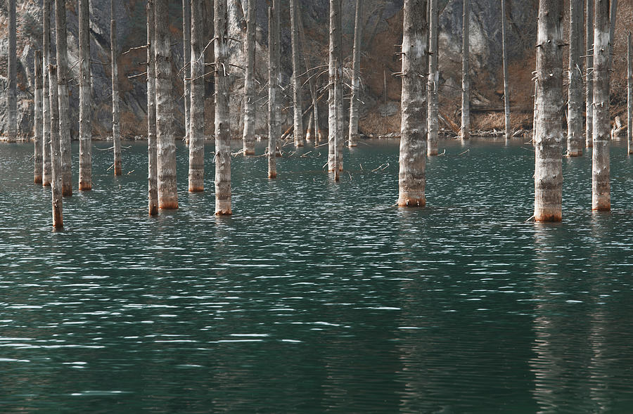 Kaindy Mountain Lake With Submerged Tree In The Water. Kazakhstan ...