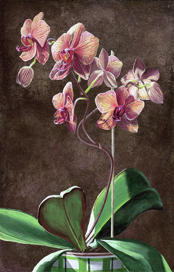 Kaleidoscope Phalaenopsis Orchid #1 Digital Art by Andrea hill