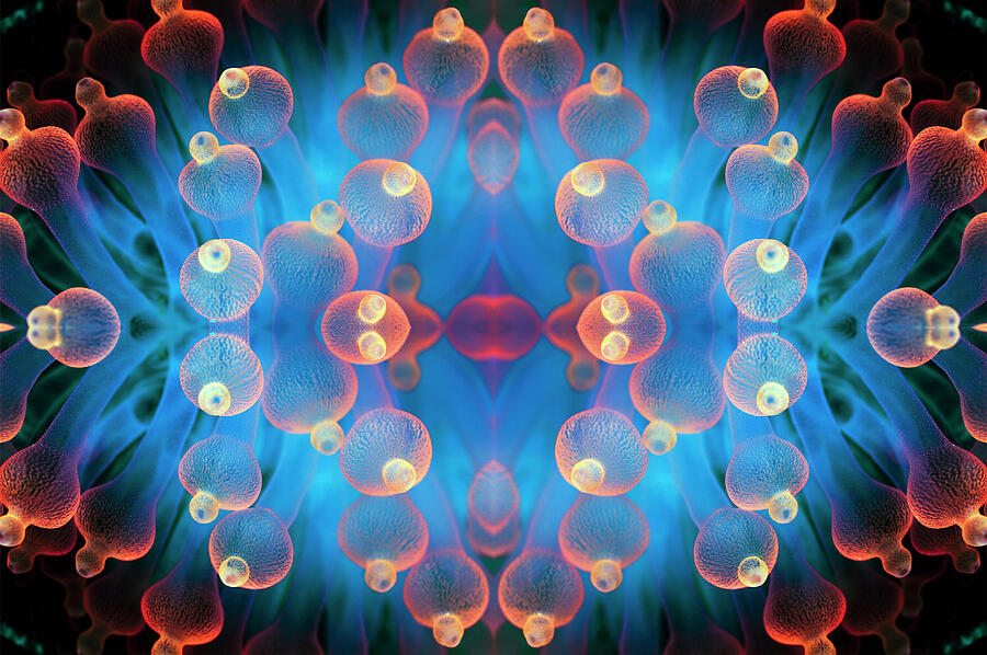 Kaleidoscopic Image Of Bubble Tip Anemone . Raja Ampat #1 Photograph by Georgette Douwma / Naturepl.com Kaleidoscopic Image Of Bubble Tip Anemone . Raja Ampat #1 Photograph by Georgette Douwma / Naturepl.com