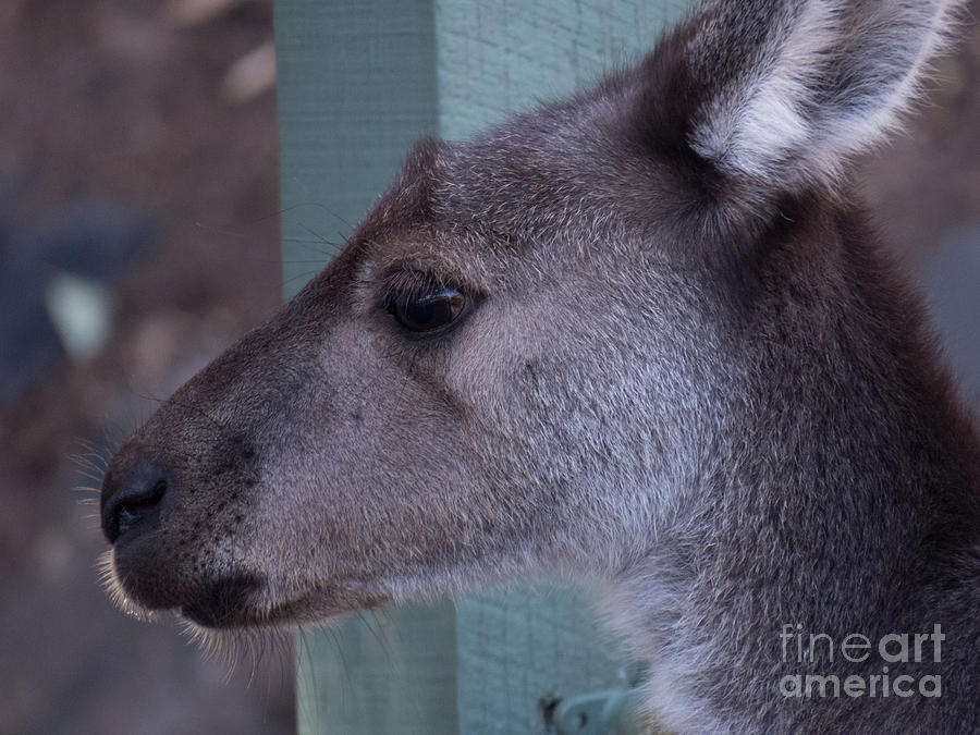 Kangaroo Face #2 Photograph by Christy Garavetto