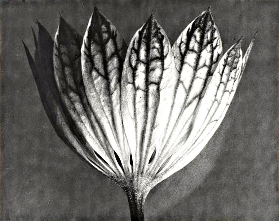 1 Photograph by Karl Blossfeldt