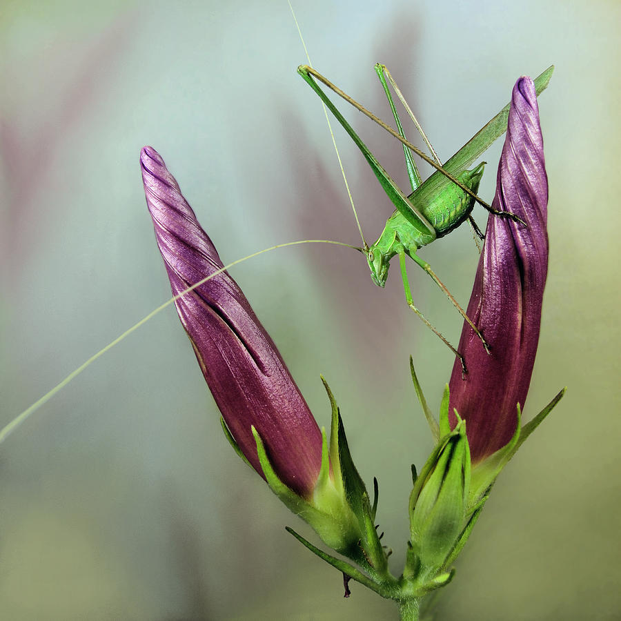 Grasshopper Photograph - Katydid #1 by Jimmy Hoffman