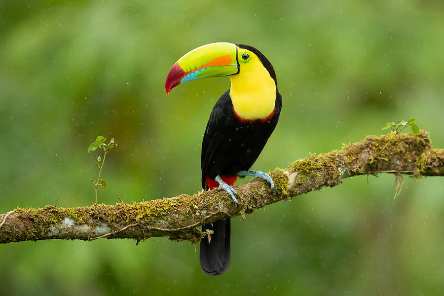 Keel-billed Toucan #1 Photograph by Milan Zygmunt