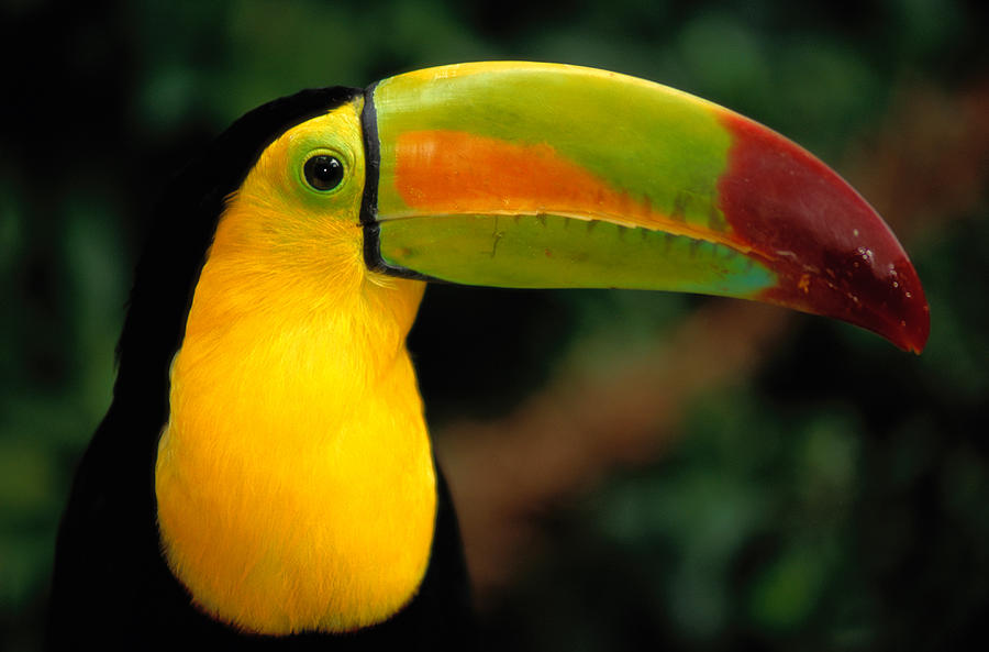 Keel-billed Toucan Ramphastos Photograph by Art Wolfe