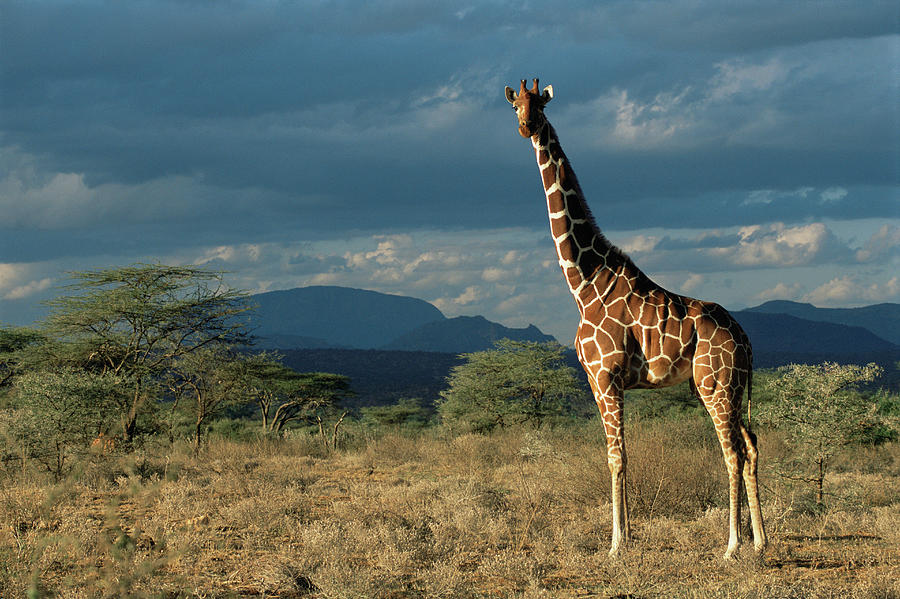 Kenya, Buffalo Springs National #1 Photograph by James Warwick