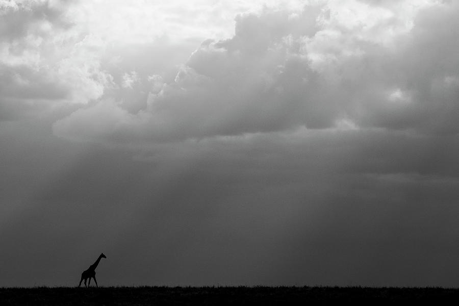 Black And White Photograph - Kenya, Serengeti, Maasai Mara #1 by Cindy Miller Hopkins