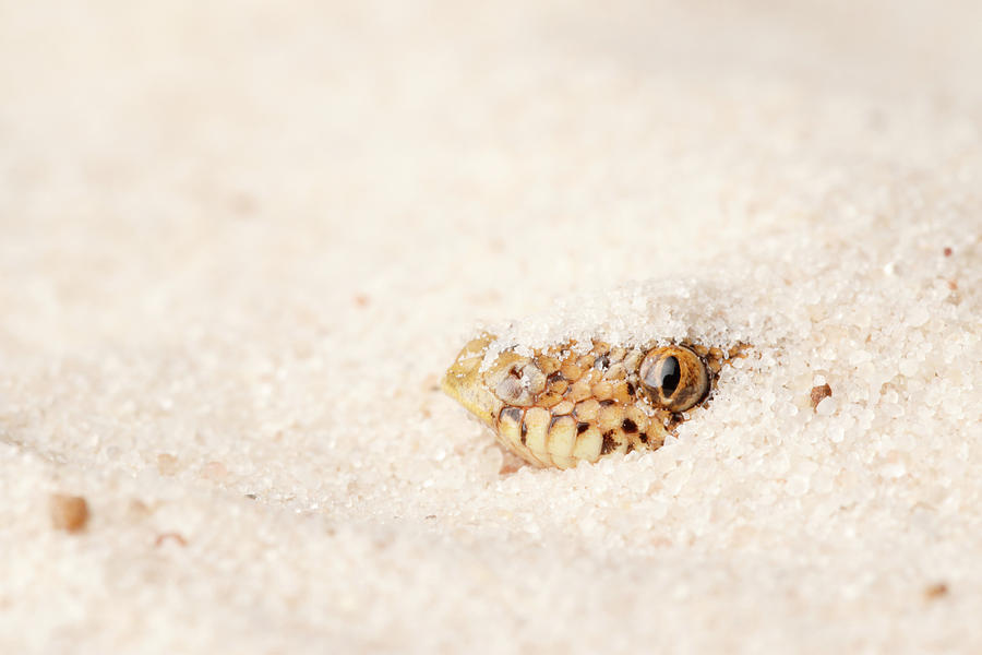 Kenyan Sand Boa Hiding In Sand #1 Photograph by David Kenny