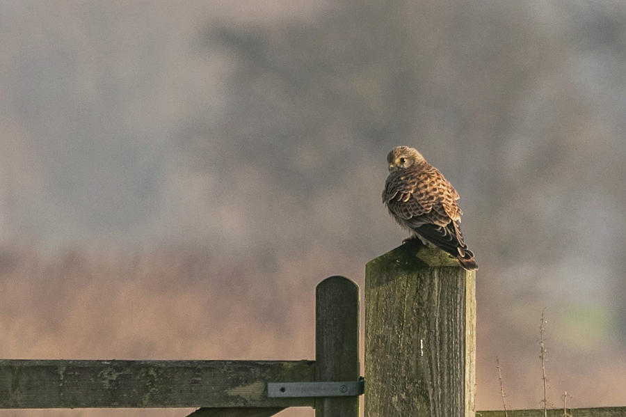 Kestrel #2 Photograph by Wendy Cooper