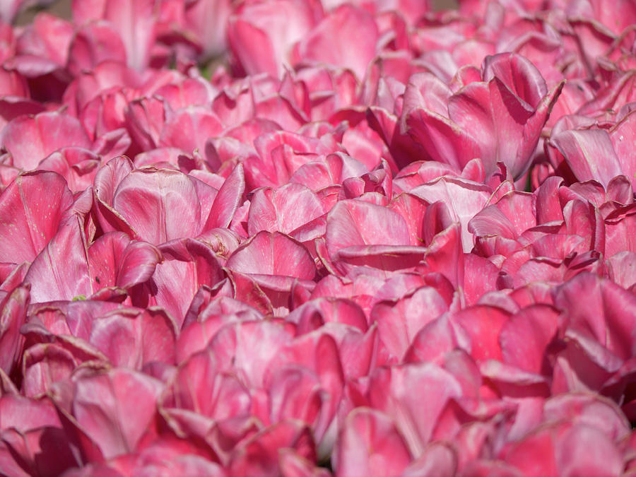 Keukhenhof tulip garden by Jerry Daniel Keukhenhof tulip garden by Jerry Daniel
